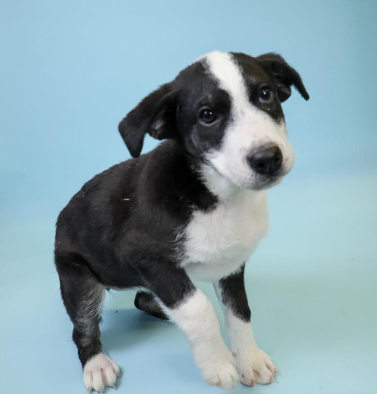 Enlarge Betty-Lou, a Adoptable mixed breed in Crossfield, AB image 4/6