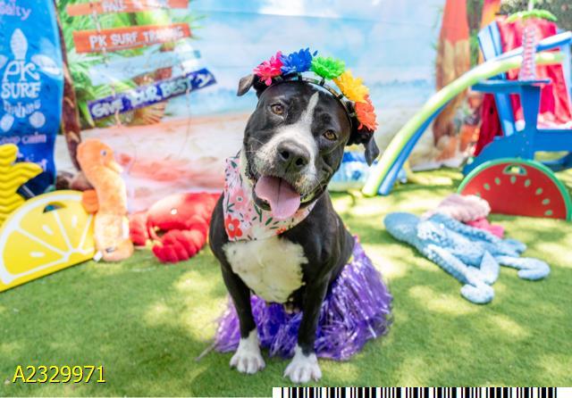 Enlarge MAE, a Adoptable Mixed Breed in West Palm Beach, FL image 1/1