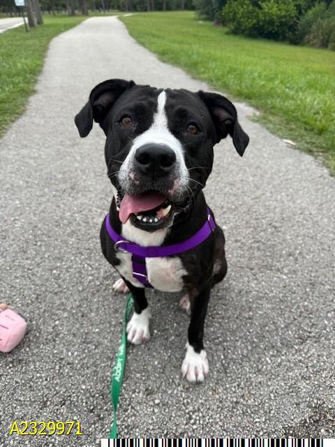 Enlarge MAE, a Adoptable Mixed Breed in West Palm Beach, FL image 1/1