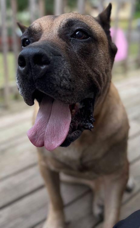 Enlarge Rambo, a ADOPTABLE Presa Canario in Larkspur, CO image 2/4