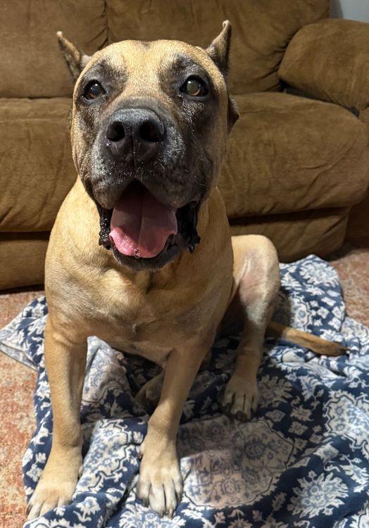 Enlarge Rambo, a ADOPTABLE Presa Canario in Larkspur, CO image 4/4