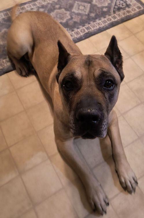 Rambo, ADOPTABLE, Young Male Presa Canario.