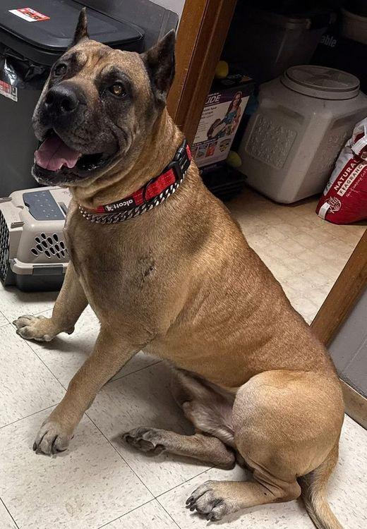 Enlarge Rambo, a ADOPTABLE Presa Canario in Larkspur, CO image 3/4