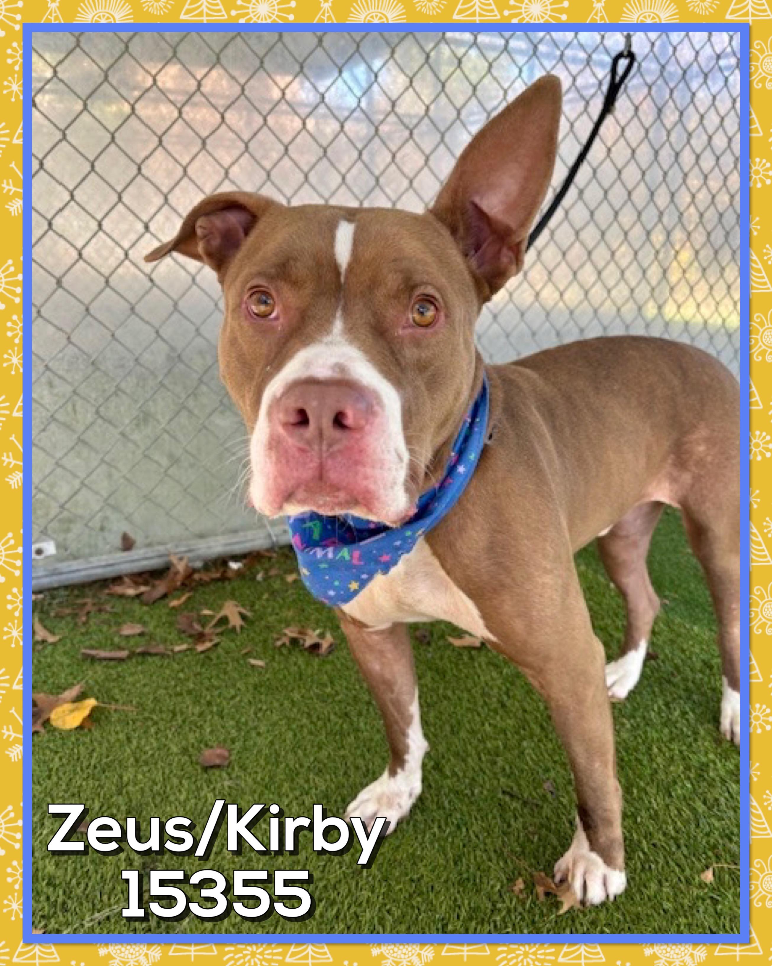 ZEUS/KIRBY, adoptable, Adult Male American Staffordshire Terrier.