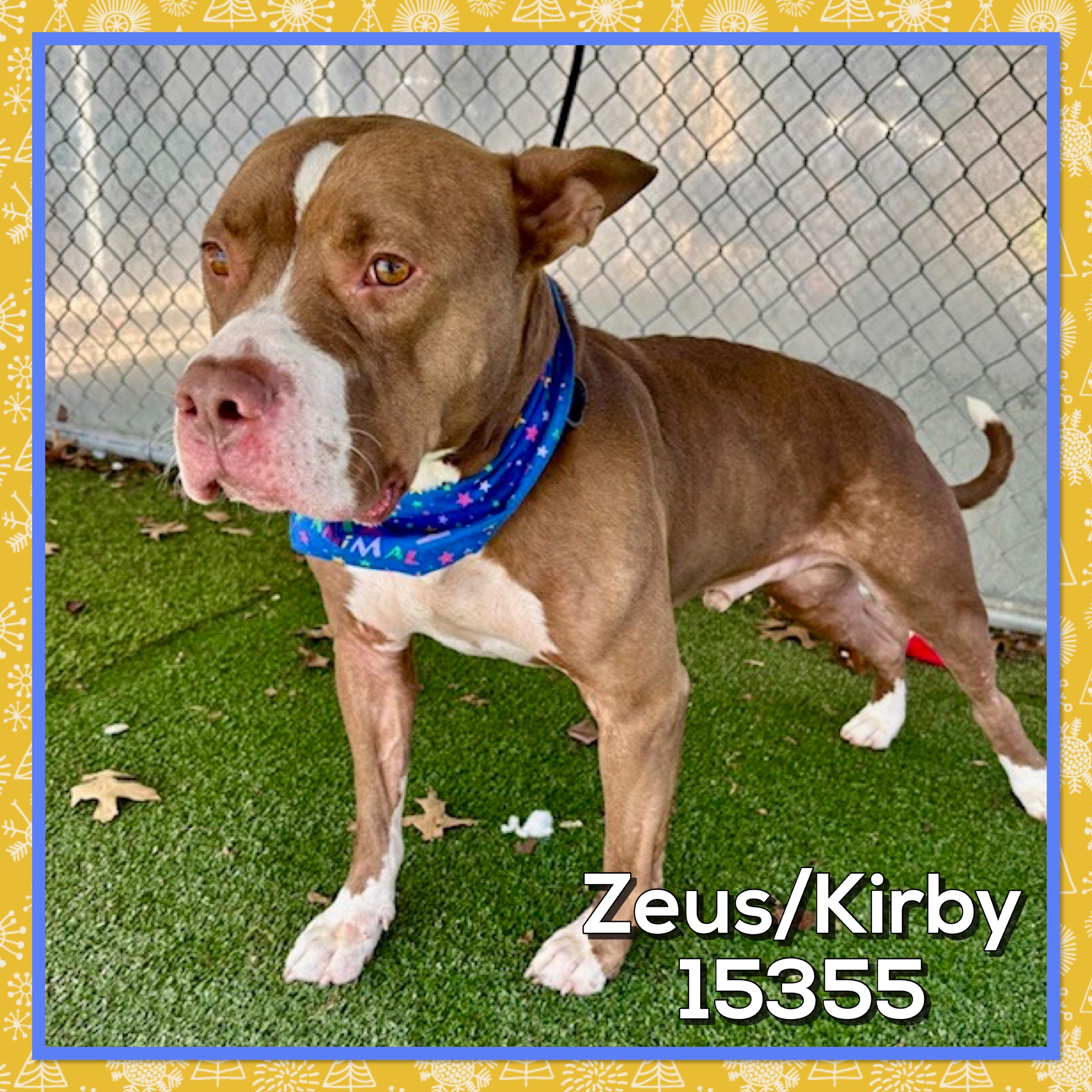 Enlarge ZEUS/KIRBY, an adoptable mixed breed in Marietta, GA image 2/4