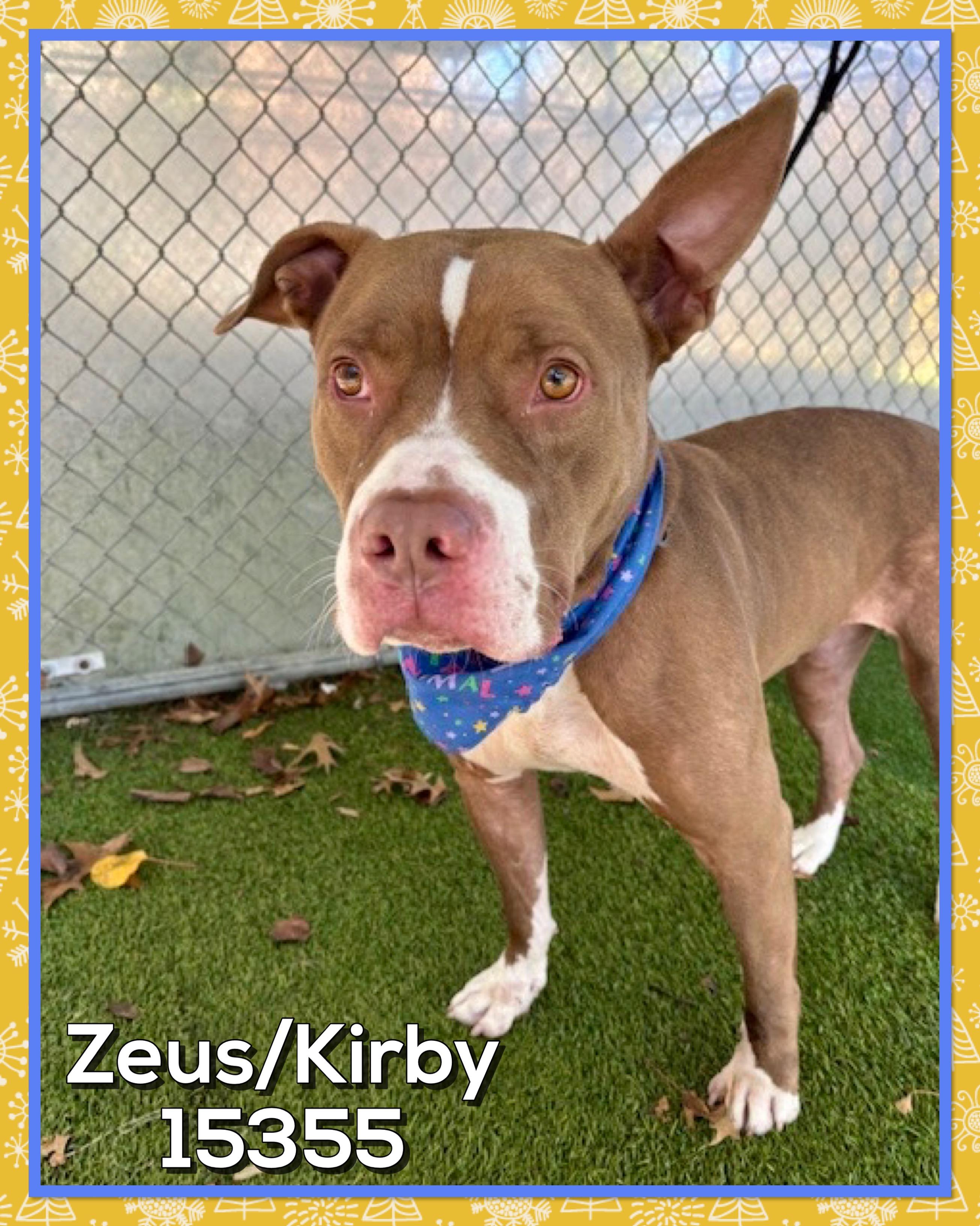 Enlarge ZEUS/KIRBY, an adoptable mixed breed in Marietta, GA image 3/4