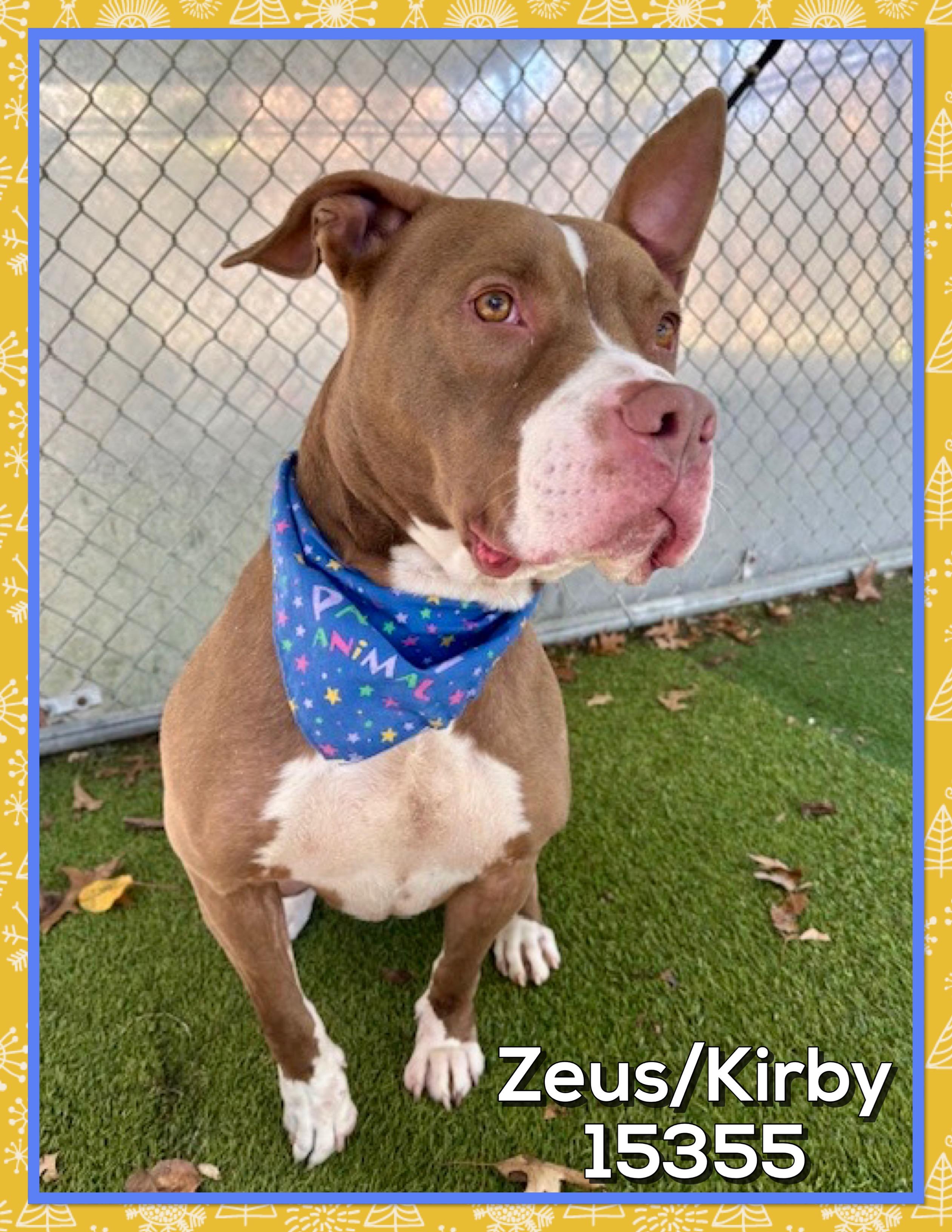 Enlarge ZEUS/KIRBY, an adoptable mixed breed in Marietta, GA image 4/4