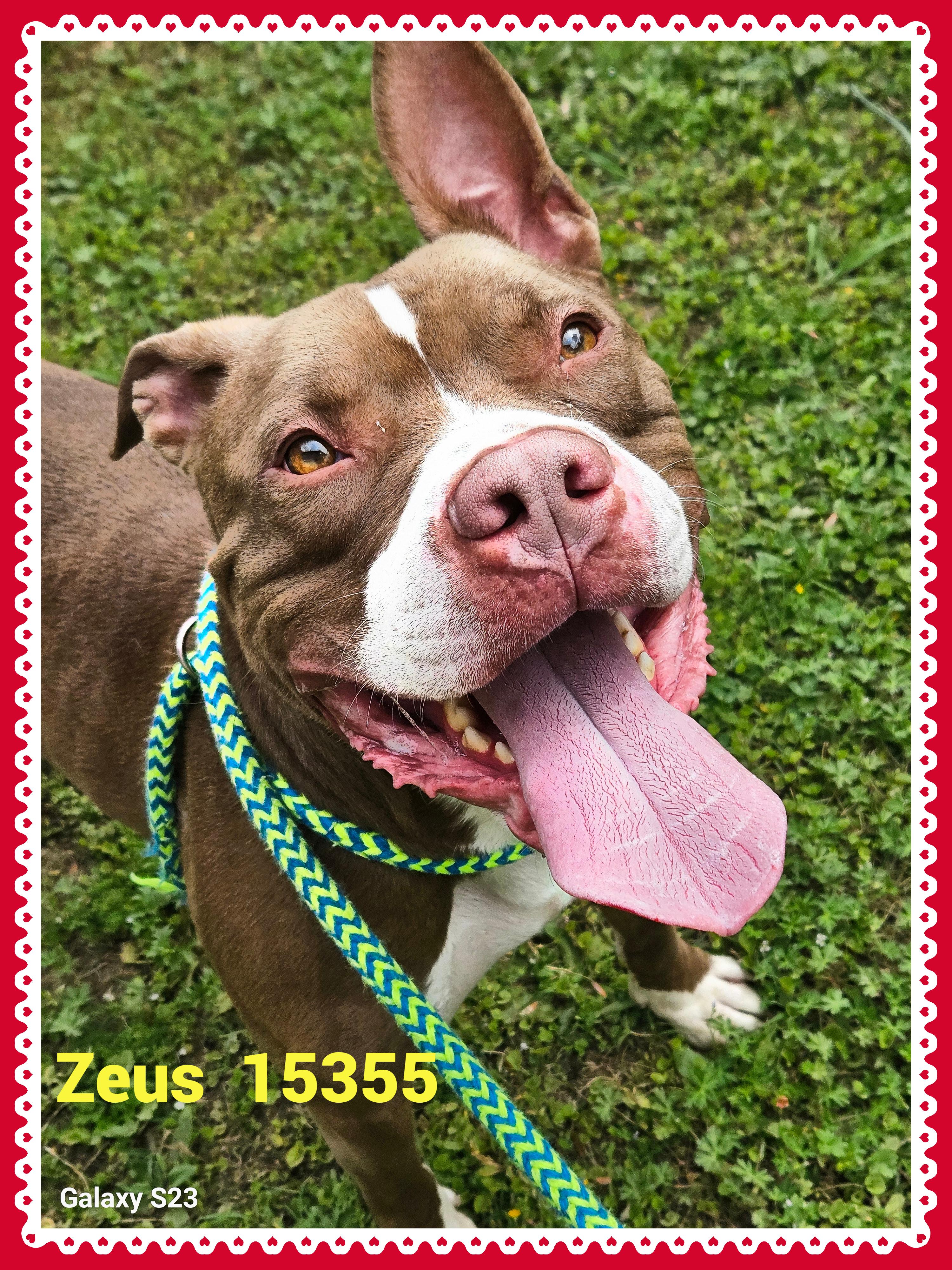 Enlarge ZEUS/KIRBY, an adoptable mixed breed in Marietta, GA image 1/6