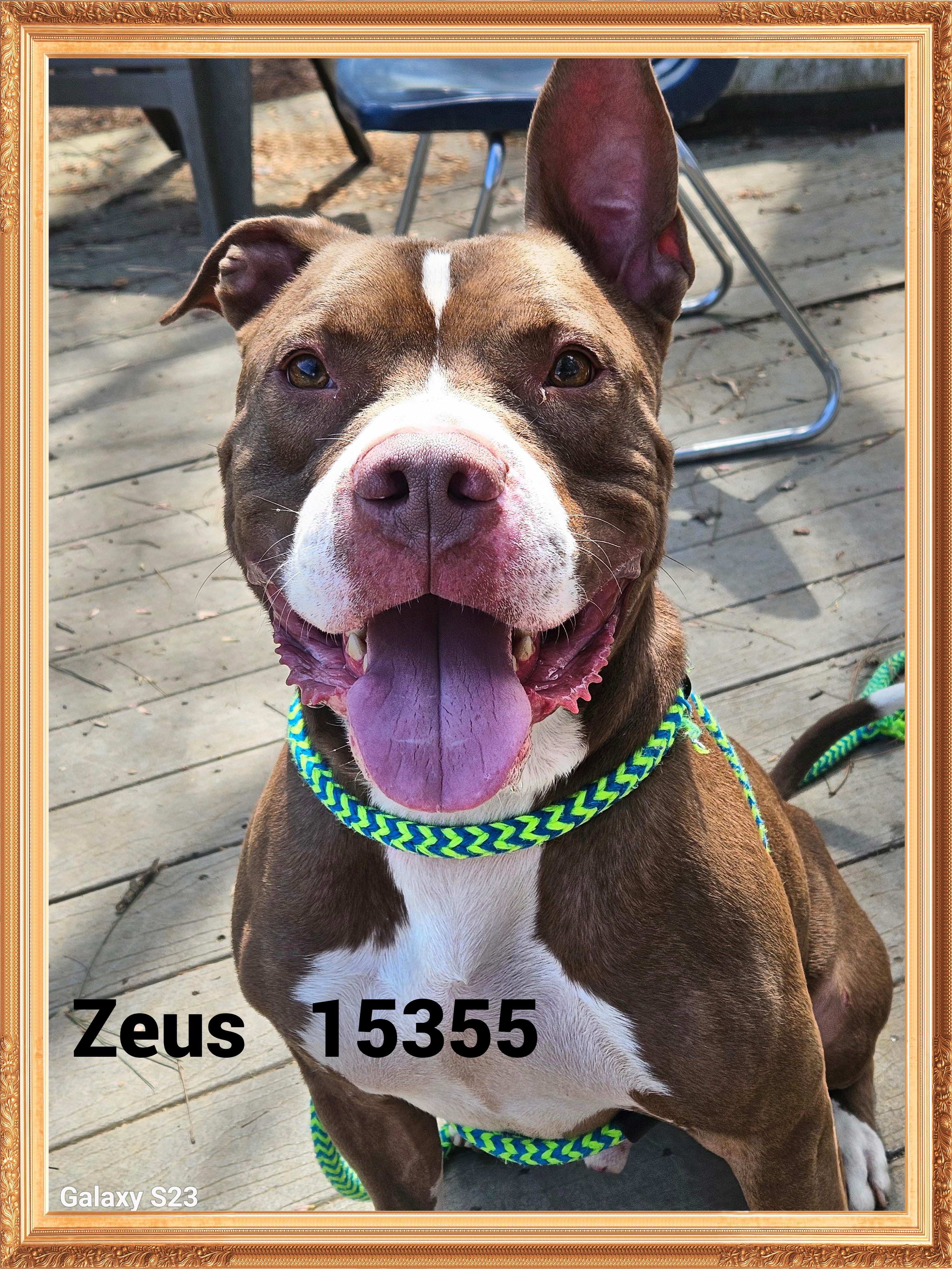Enlarge ZEUS/KIRBY, an adoptable mixed breed in Marietta, GA image 6/6