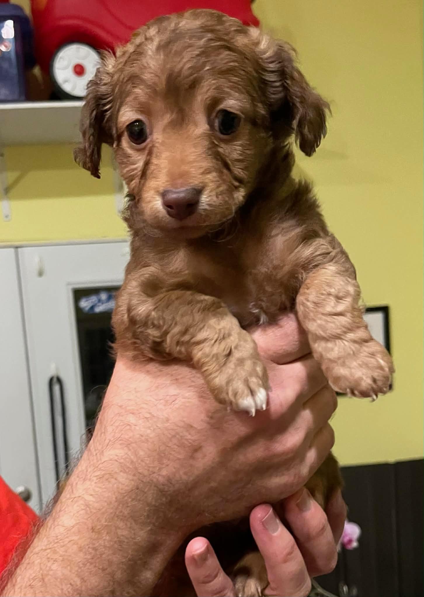 Enlarge Tam, a Adopted mixed breed in Stoughton, MA image 1/4