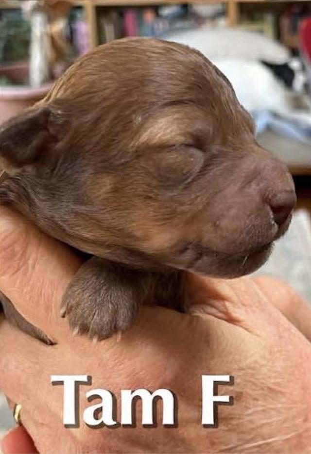 Enlarge Tam, a Adopted mixed breed in Stoughton, MA image 3/4