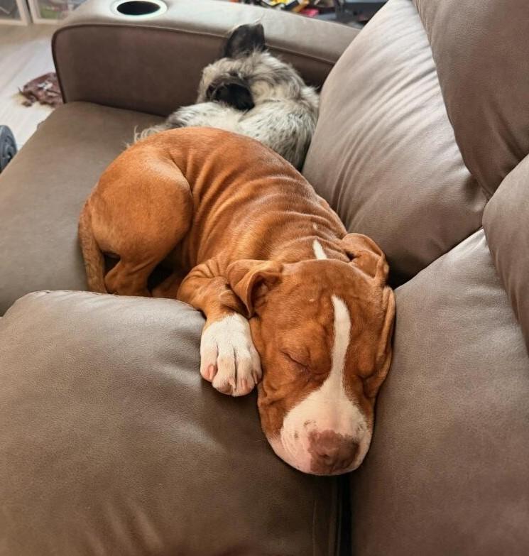 Enlarge Mango, a ADOPTABLE Pit Bull Terrier in Terrell, TX image 3/5