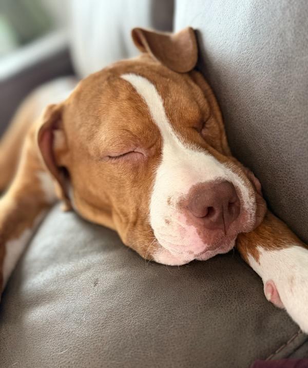 Enlarge Mango, a ADOPTABLE Pit Bull Terrier in Terrell, TX image 2/5