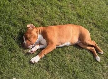 Enlarge Mango, a ADOPTABLE Pit Bull Terrier in Terrell, TX image 5/5