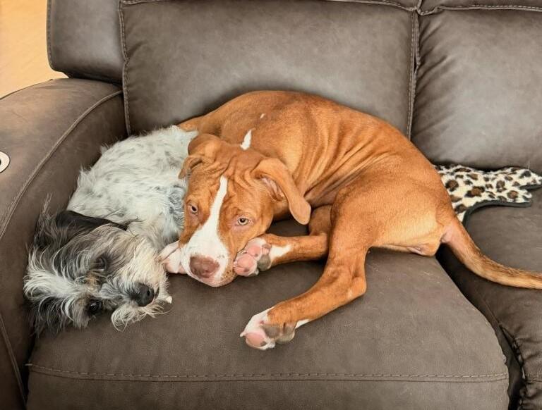 Enlarge Mango, a ADOPTABLE Pit Bull Terrier in Terrell, TX image 5/5