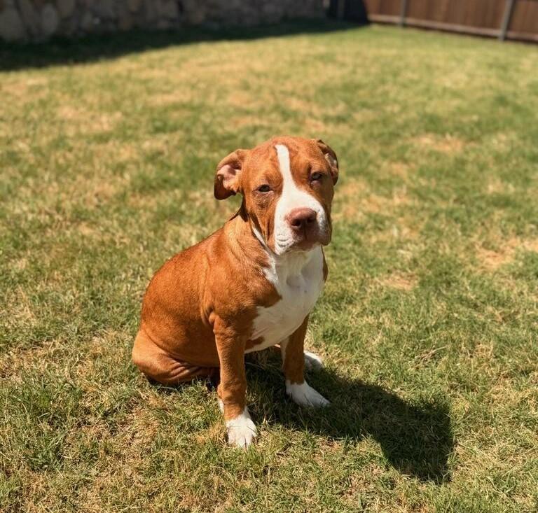 Enlarge Mango, a ADOPTABLE Pit Bull Terrier in Terrell, TX image 2/5