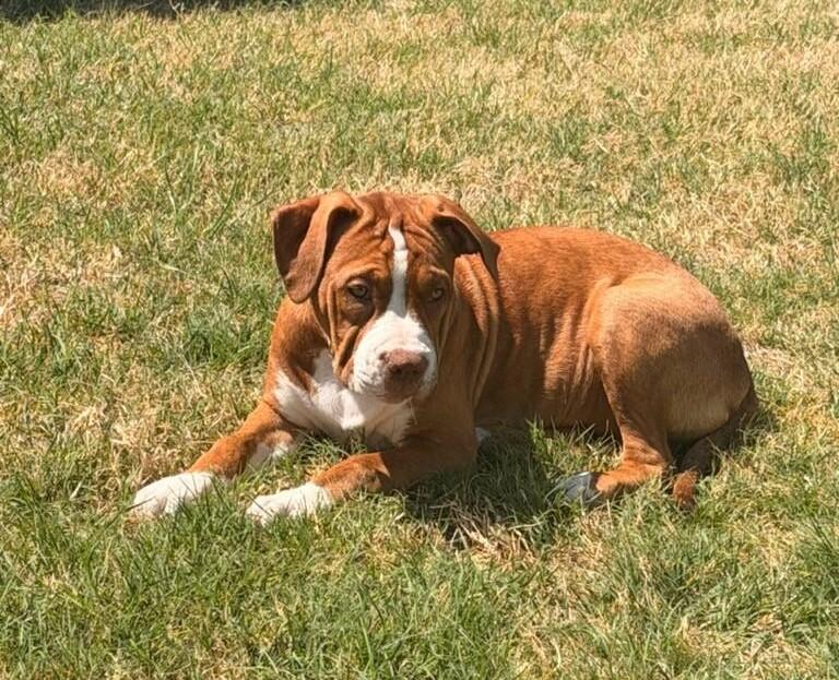 Enlarge Mango, a ADOPTABLE Pit Bull Terrier in Terrell, TX image 1/5