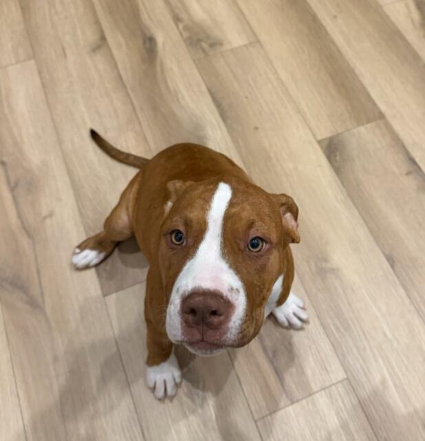 Enlarge Mango, a ADOPTABLE Pit Bull Terrier in Terrell, TX image 4/5