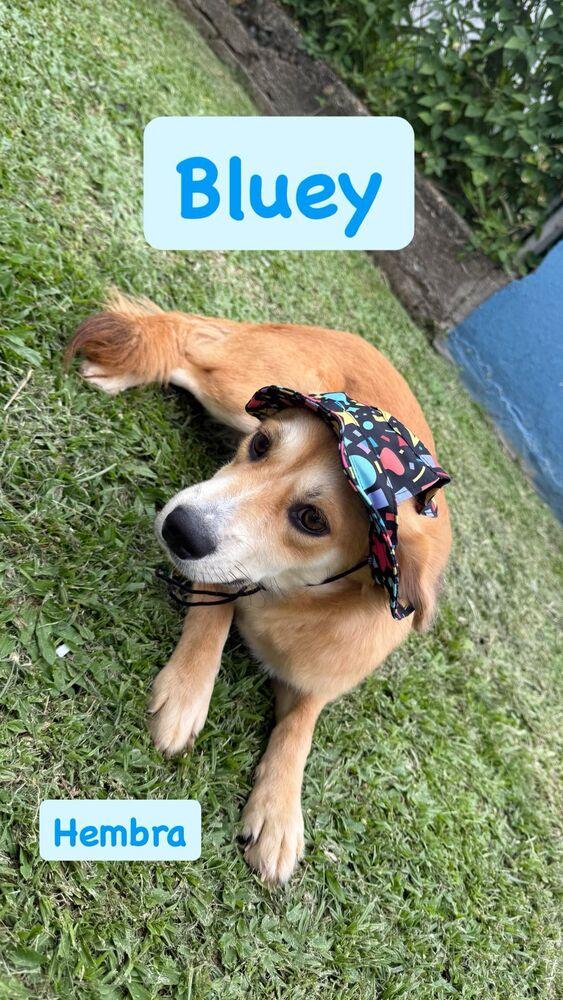 Bluey, a Adoptable mixed breed in Naranjito, PR image 1/2