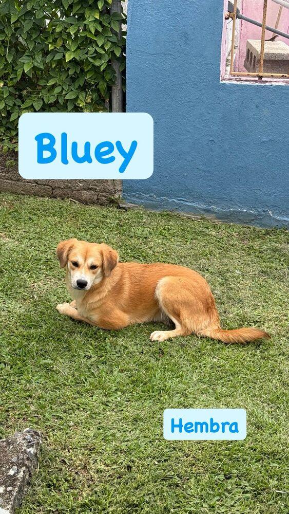 Bluey, a Adoptable mixed breed in Naranjito, PR image 2/2