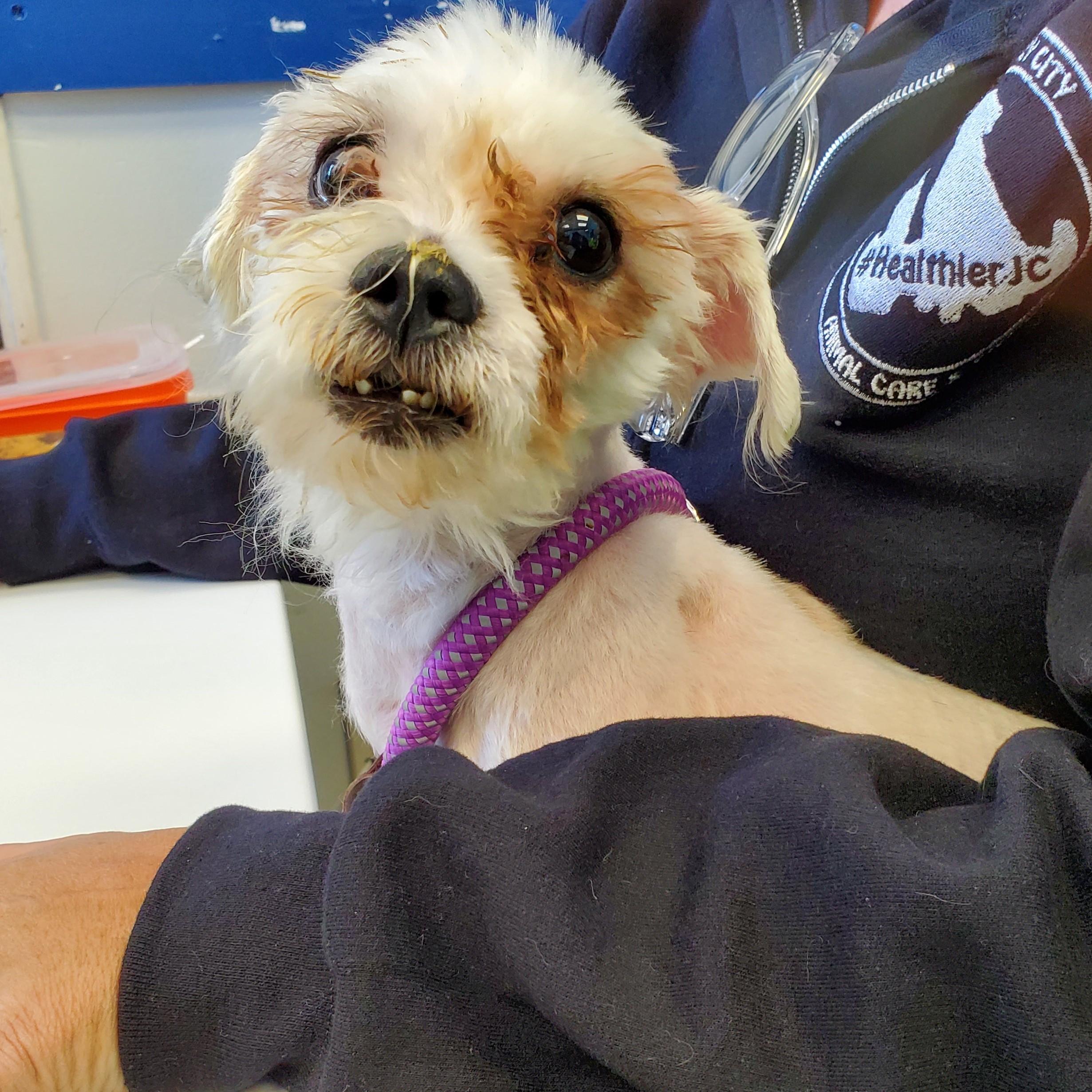 Frisky, adopted, Adult Male Shih Tzu.