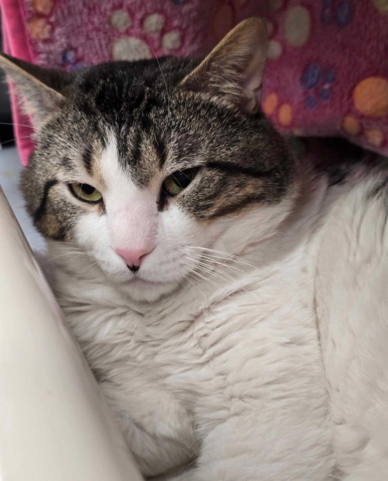 Fry, adoptable, Adult Male Domestic Short Hair.