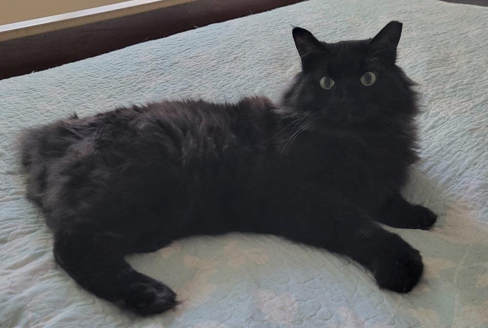 Charlie, Adoptable, Adult Male Domestic Medium Hair.