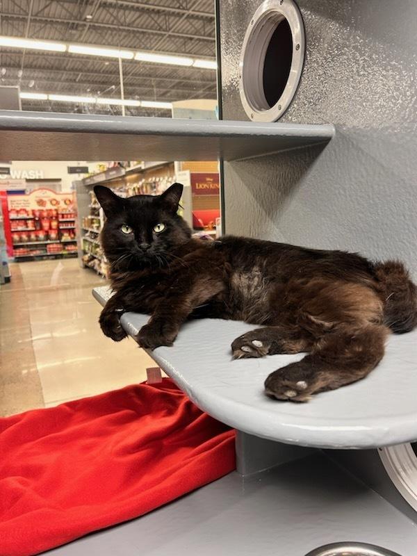 Enlarge Charlie, a Adoptable Domestic Medium Hair in East hartford, CT image 2/2