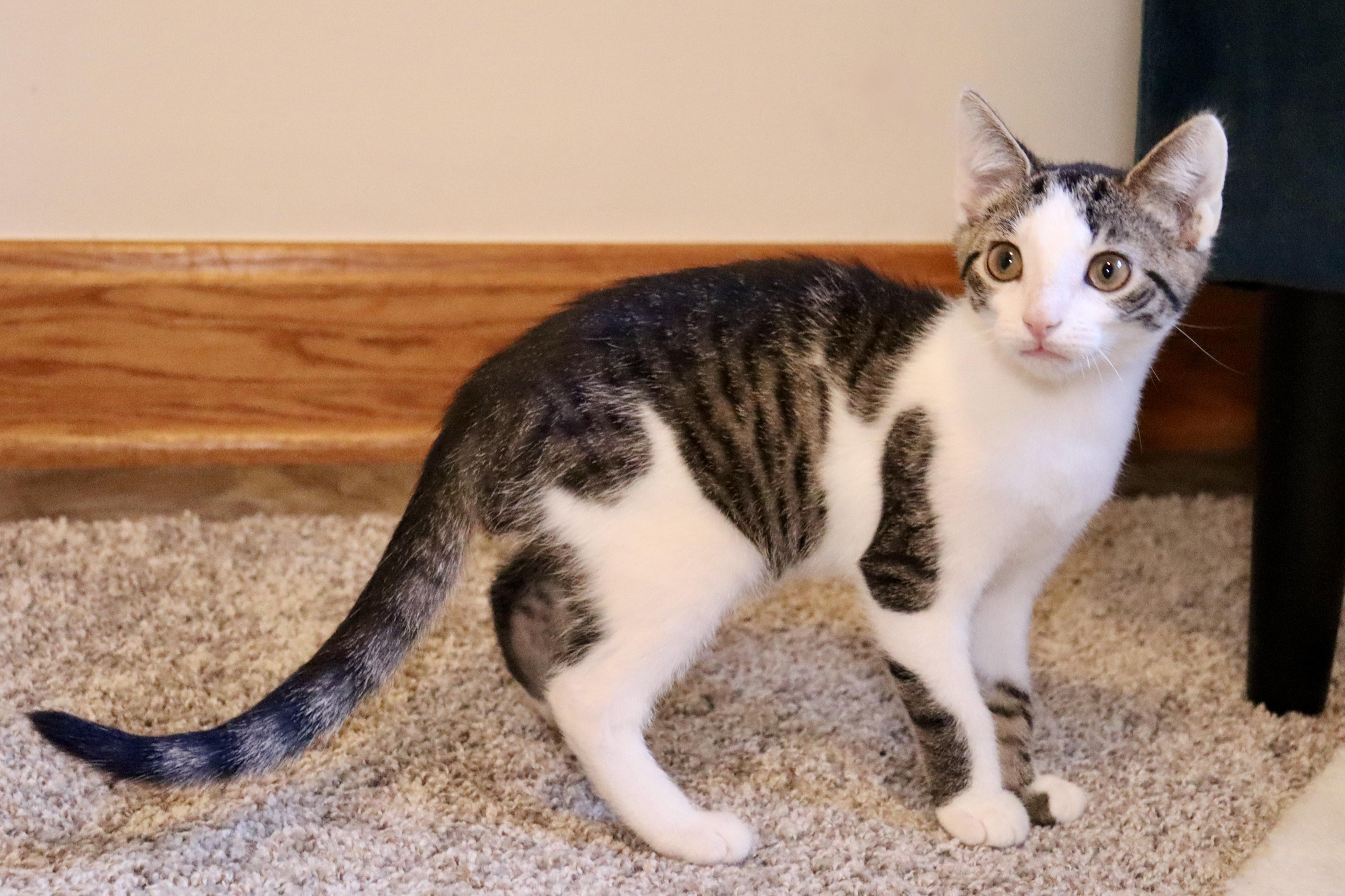 Taffy, Adoptable, Kitten Male Domestic Short Hair.