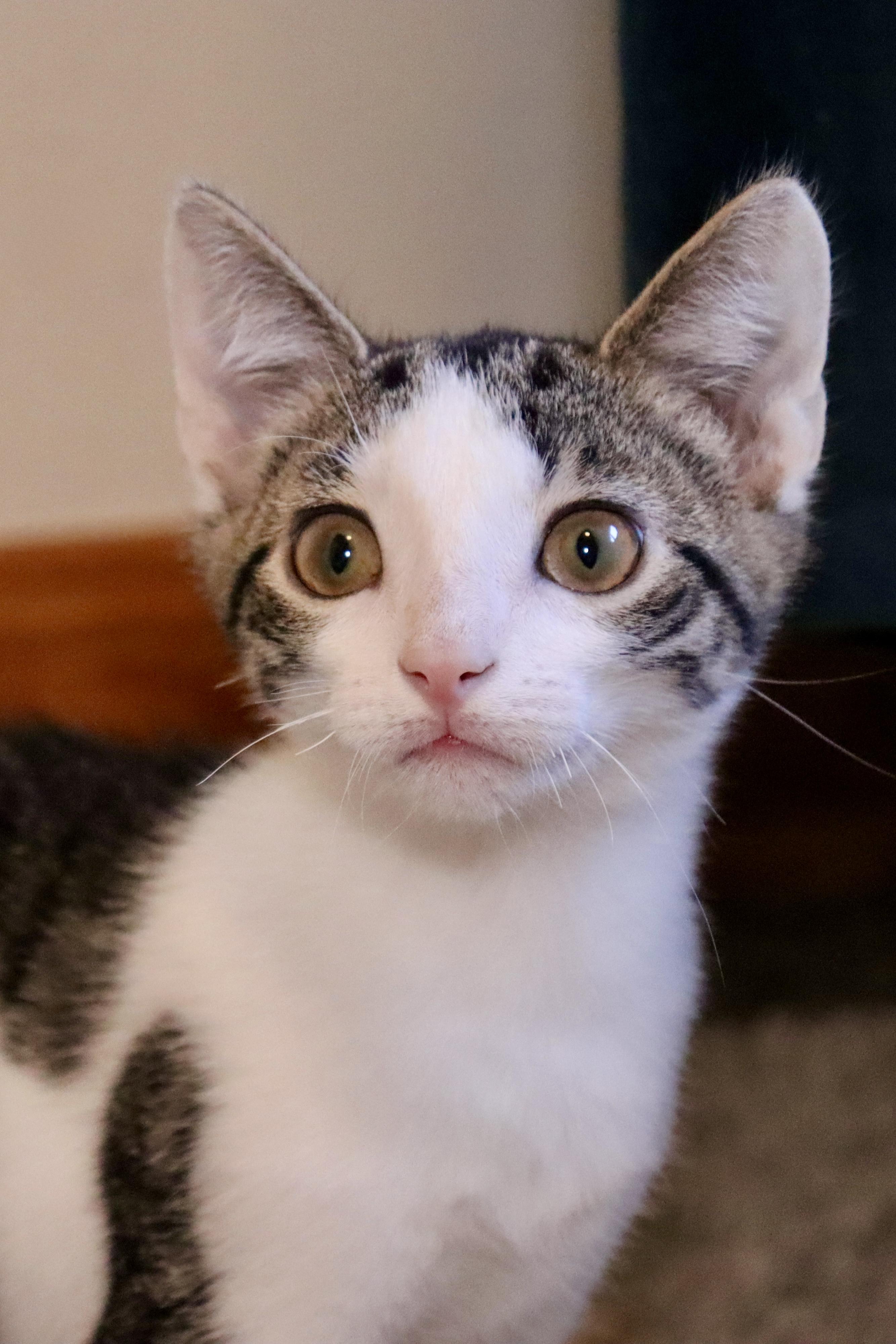 Taffy, a Adoptable Domestic Short Hair in Grove City, OH image 2/2