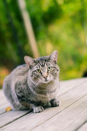 Enlarge Poppy, a Adoptable Domestic Short Hair in New Freedom, PA image 1/3