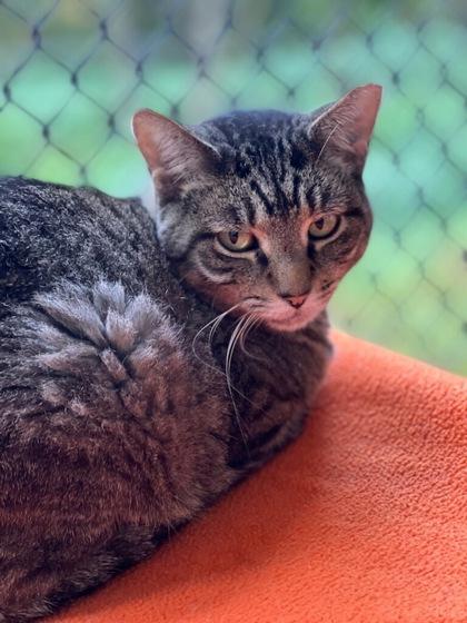 Enlarge Poppy, a Adoptable Domestic Short Hair in New Freedom, PA image 2/3