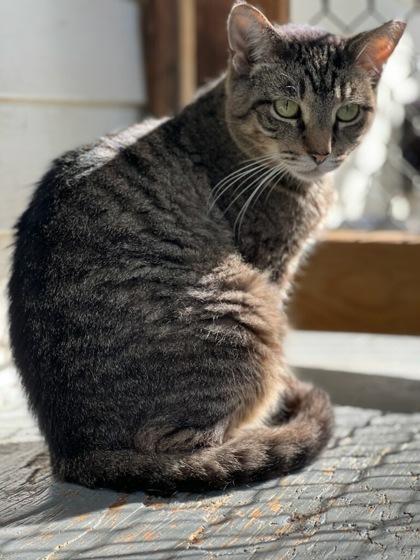 Enlarge Poppy, a Adoptable Domestic Short Hair in New Freedom, PA image 3/3