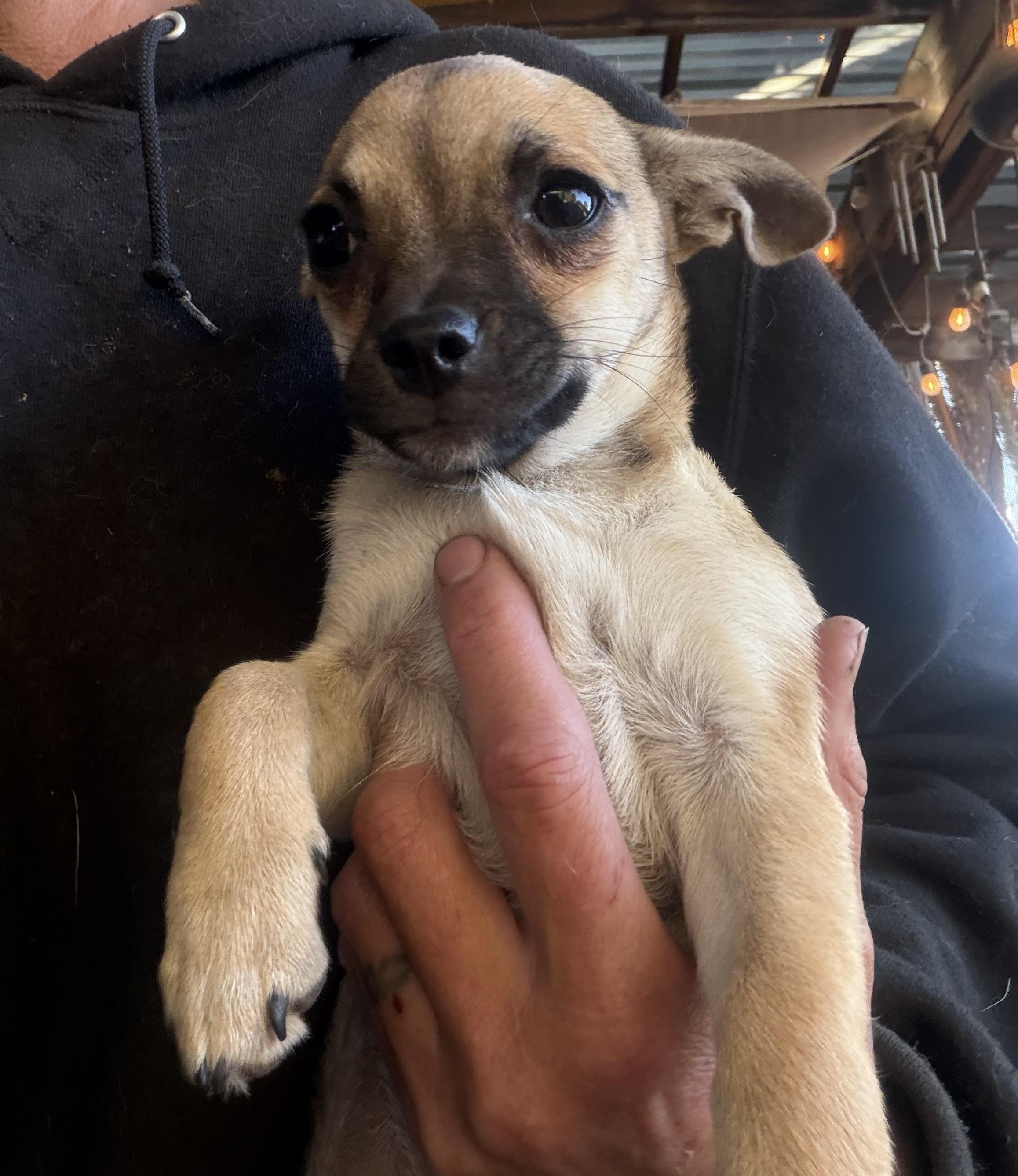 Veronica, ADOPTABLE, Young Female Chiweenie.