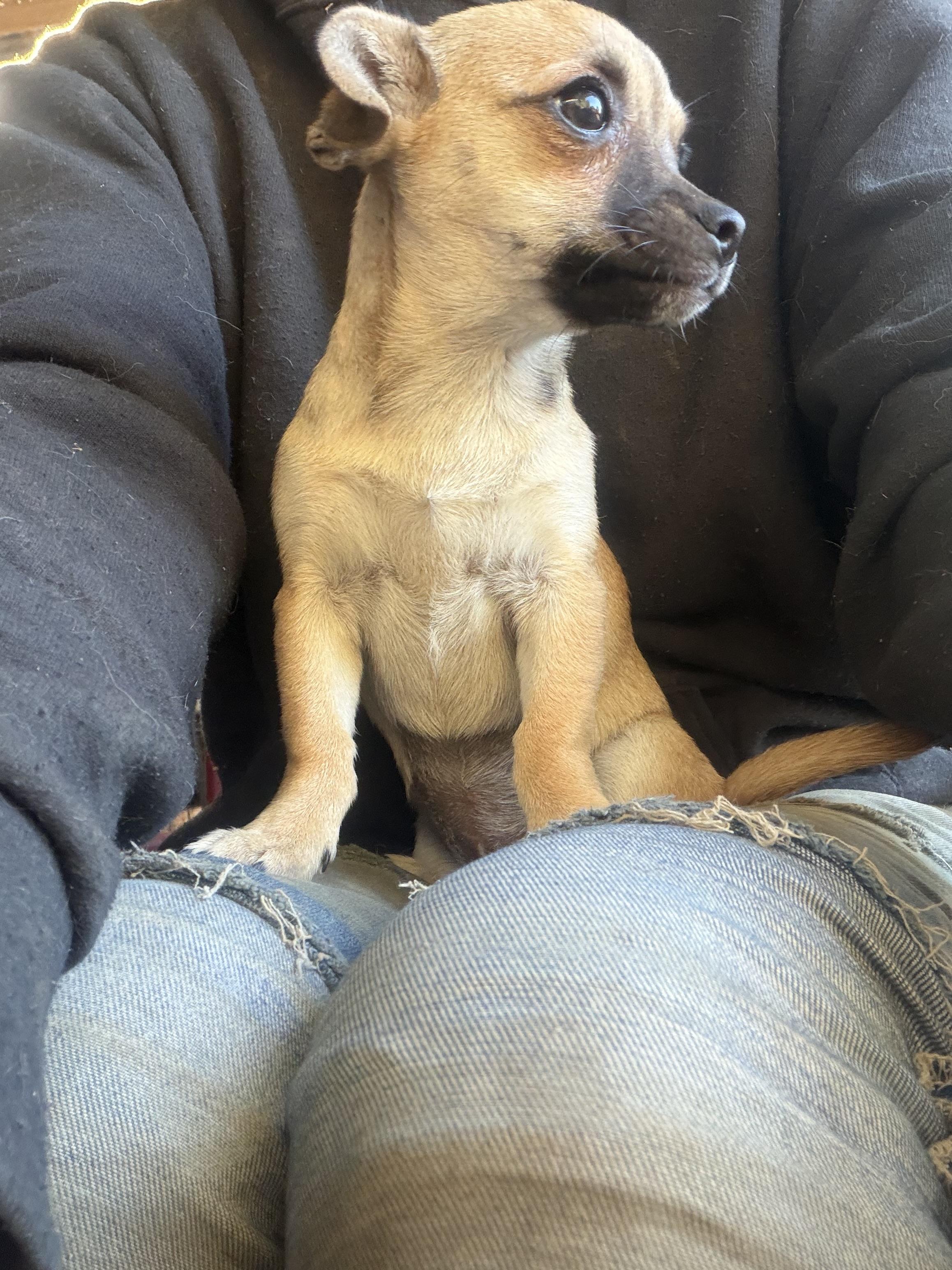 Enlarge Veronica, a ADOPTABLE mixed breed in Concord, CA image 3/5