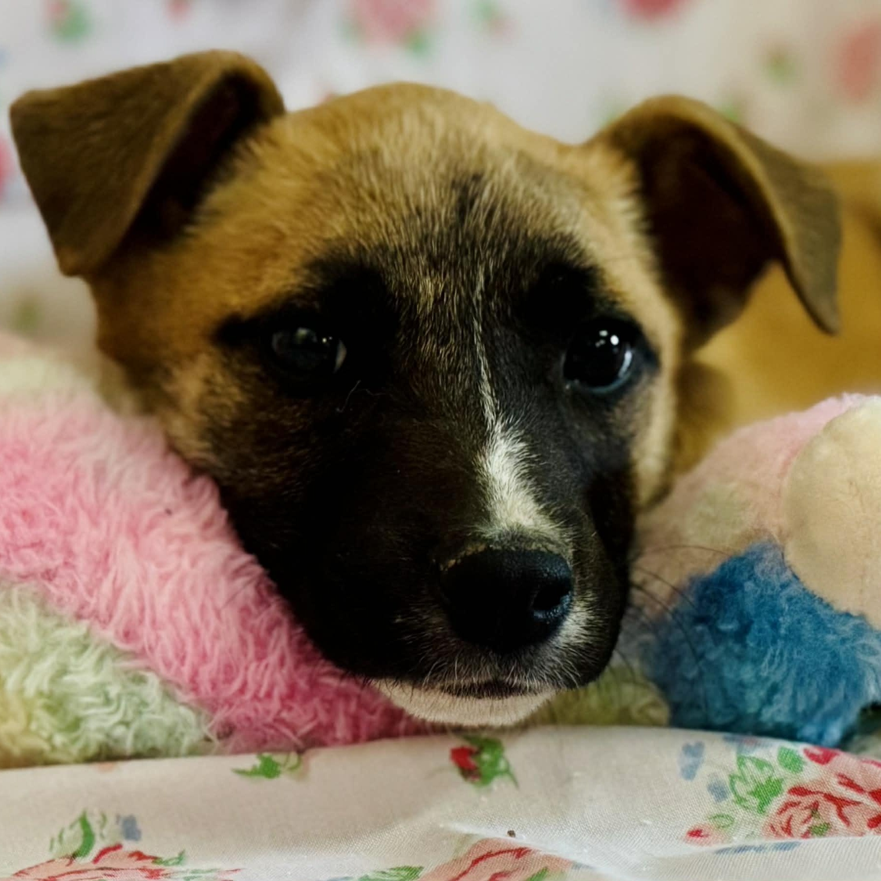 Lila, ADOPTABLE, Puppy Female German Shepherd Dog & Labrador Retriever.