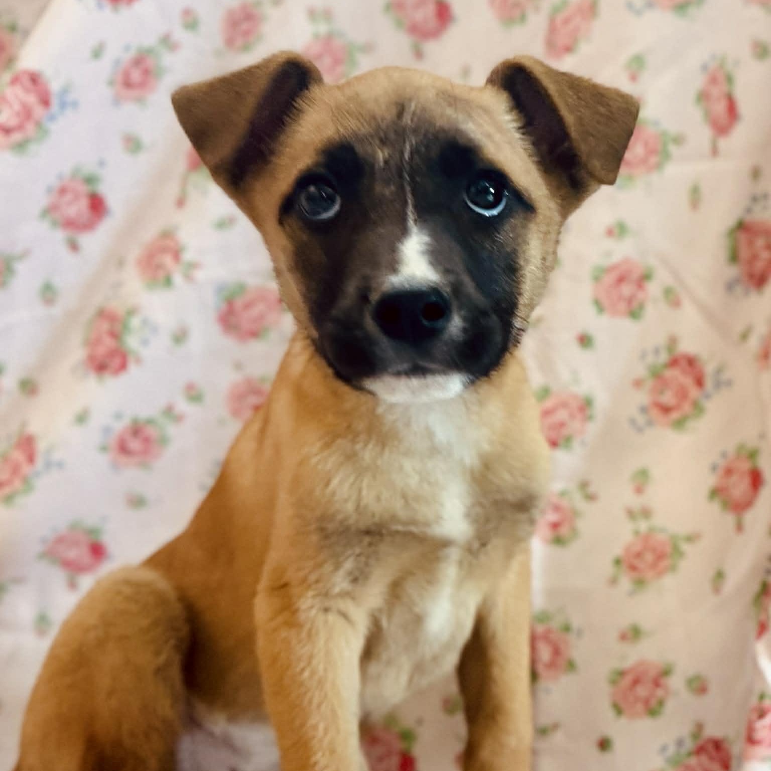 Enlarge Lila, a ADOPTABLE mixed breed in Somers, CT image 3/4