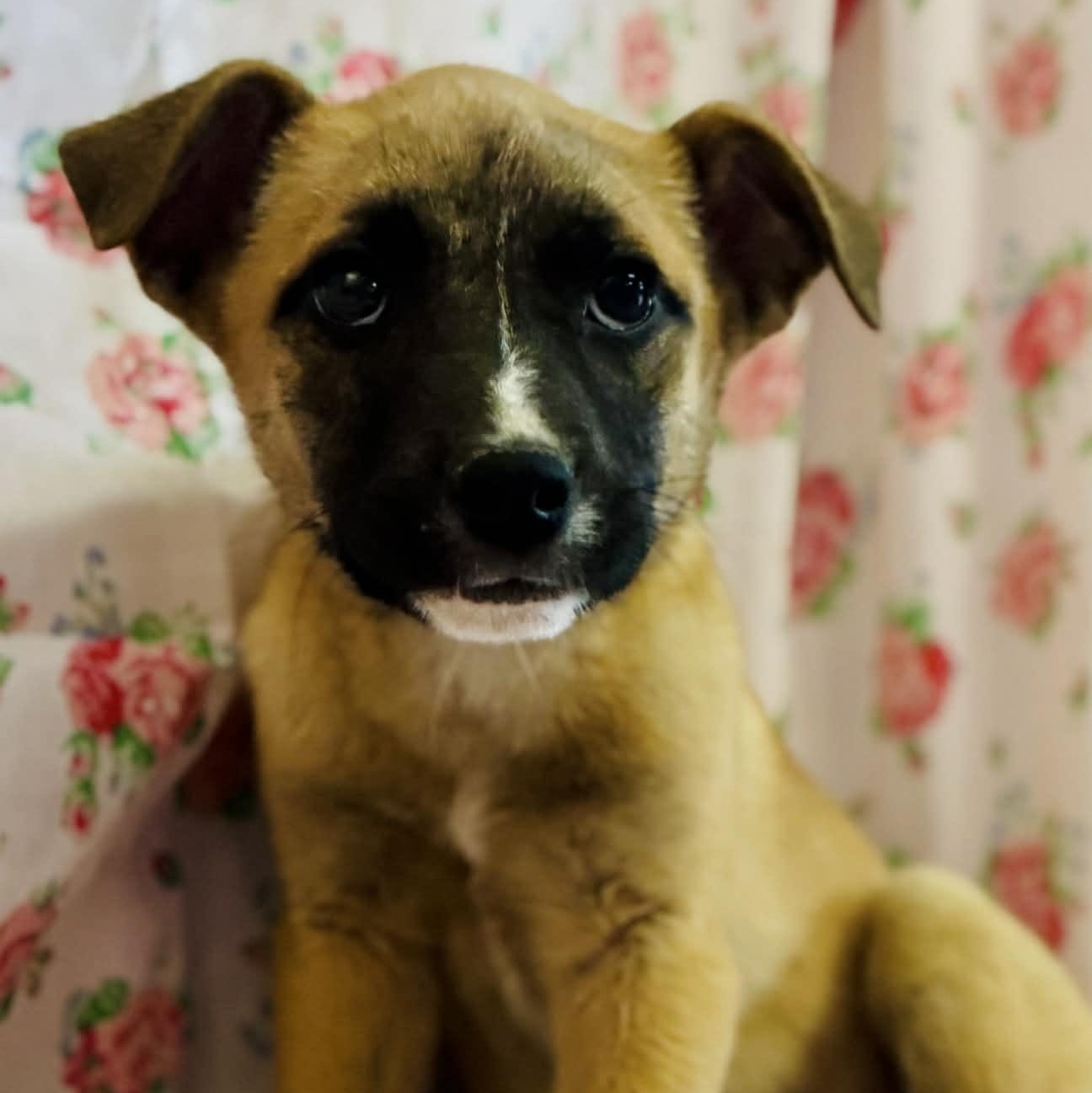 Enlarge Lila, a ADOPTABLE mixed breed in Somers, CT image 2/4