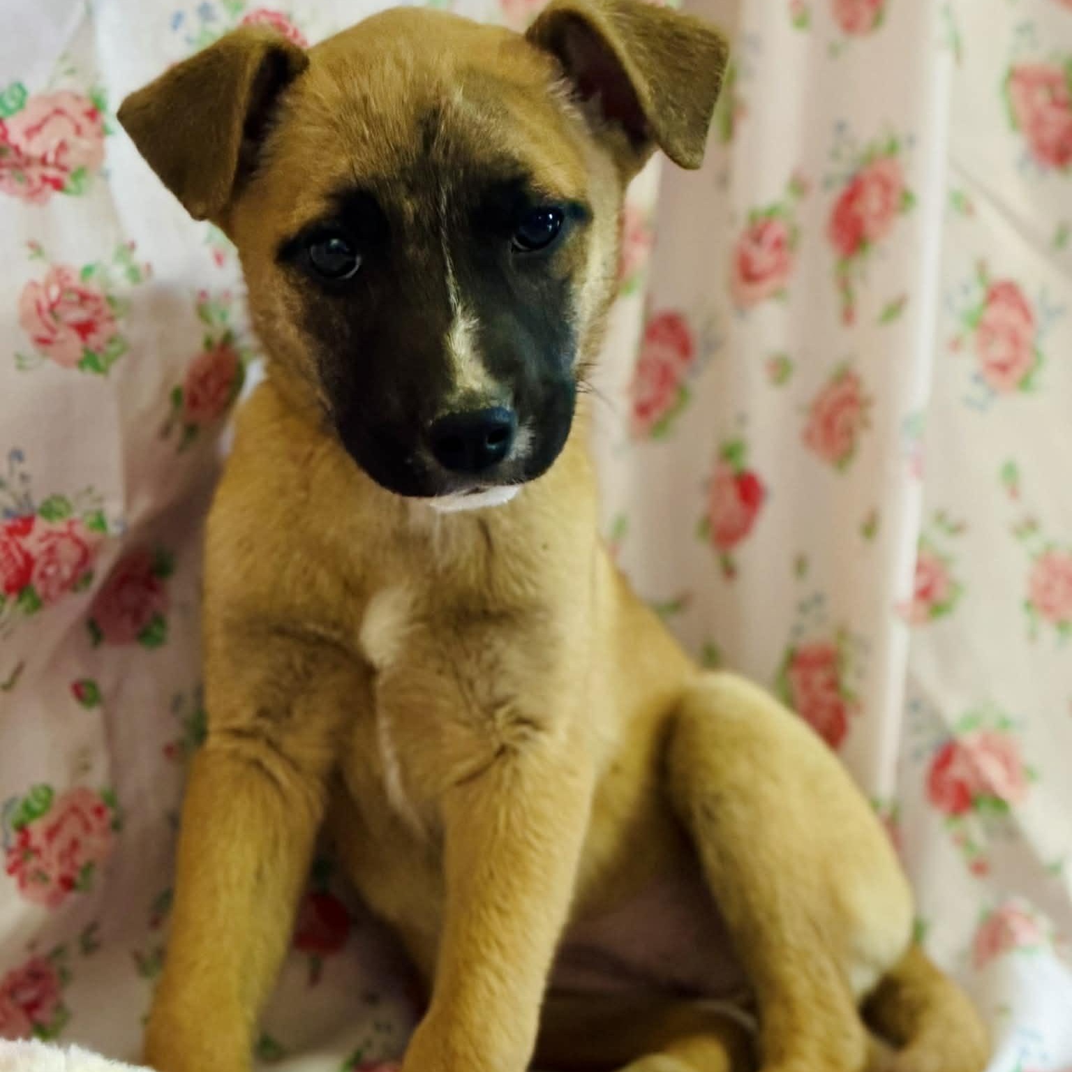 Enlarge Lila, a ADOPTABLE mixed breed in Somers, CT image 4/4