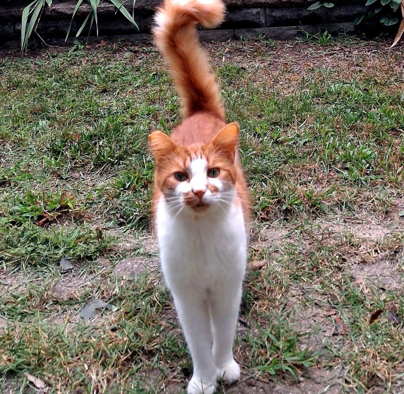 Skittles, ADOPTABLE, Adult Male American Shorthair & Tabby.