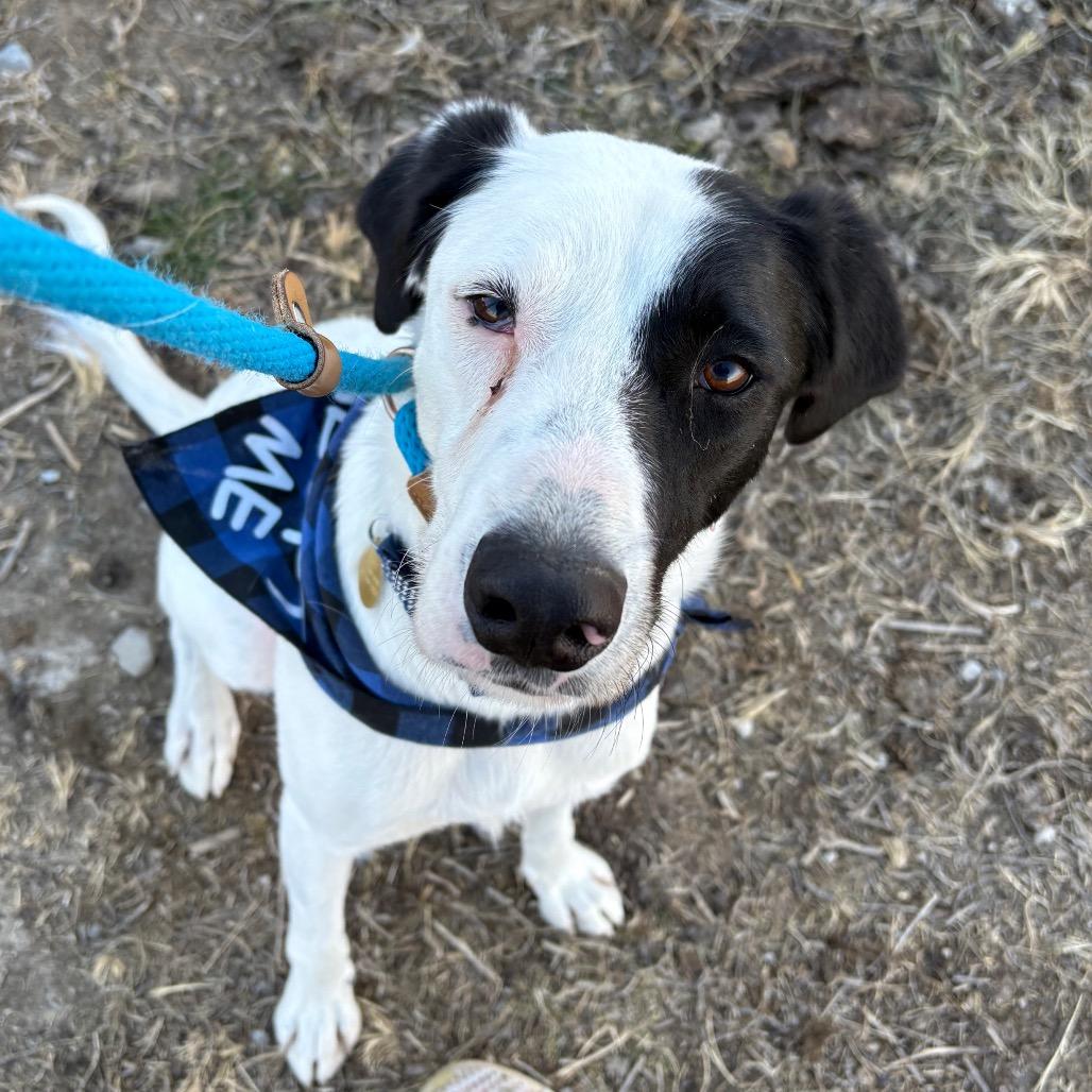 Enlarge Angus, a Adoptable mixed breed in Spanish Fork, UT image 2/6