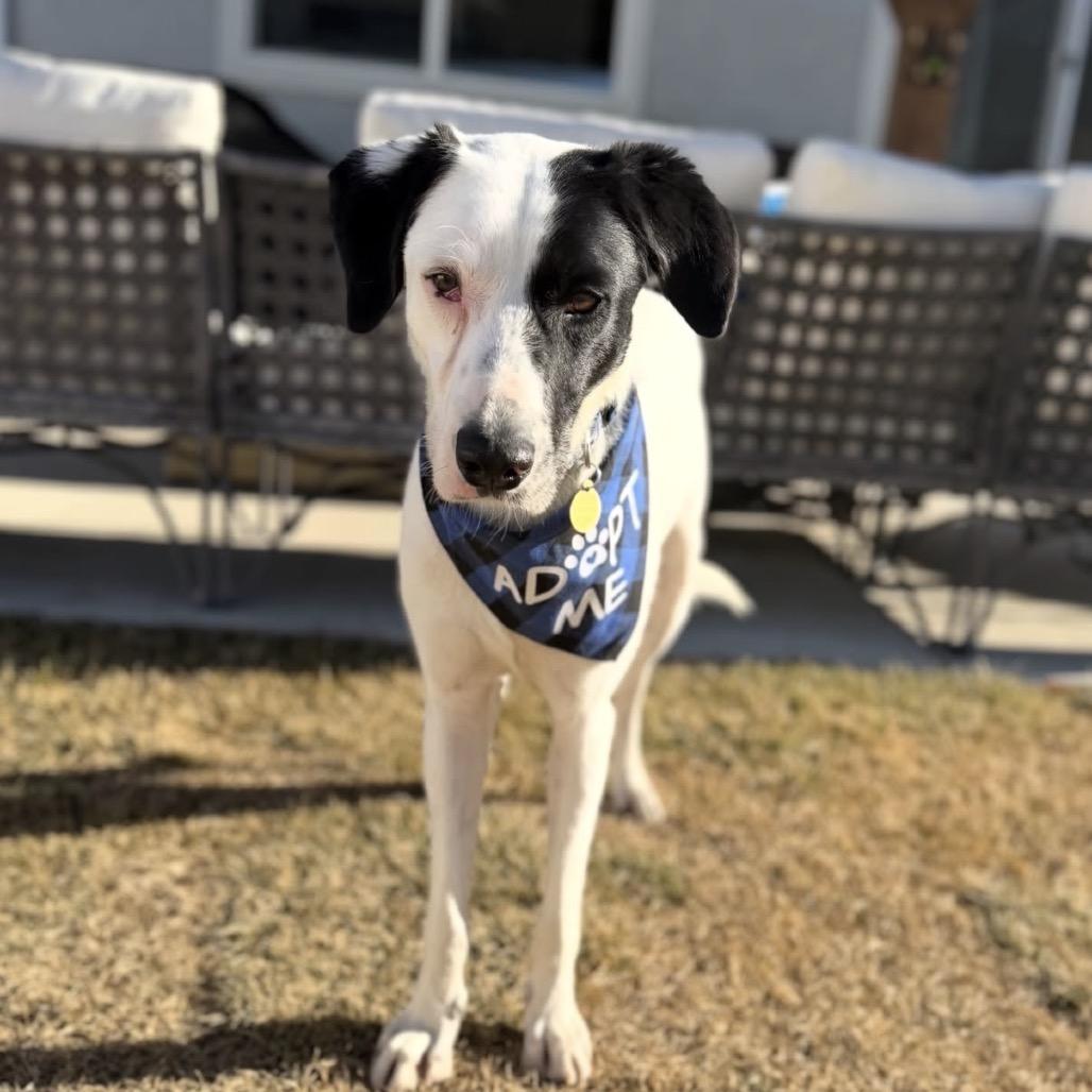 Enlarge Angus, a Adoptable mixed breed in Spanish Fork, UT image 3/6