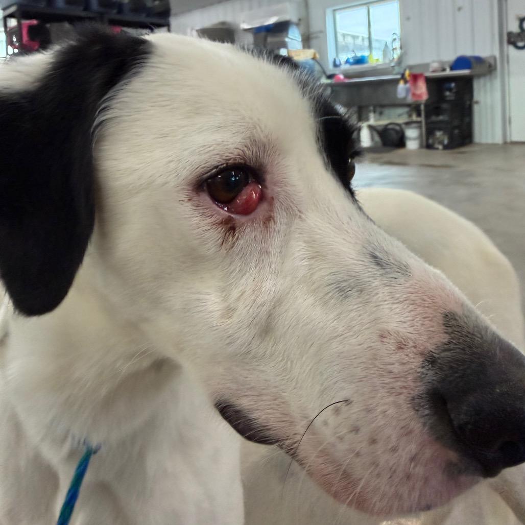 Enlarge Angus, a Adoptable mixed breed in Spanish Fork, UT image 2/2