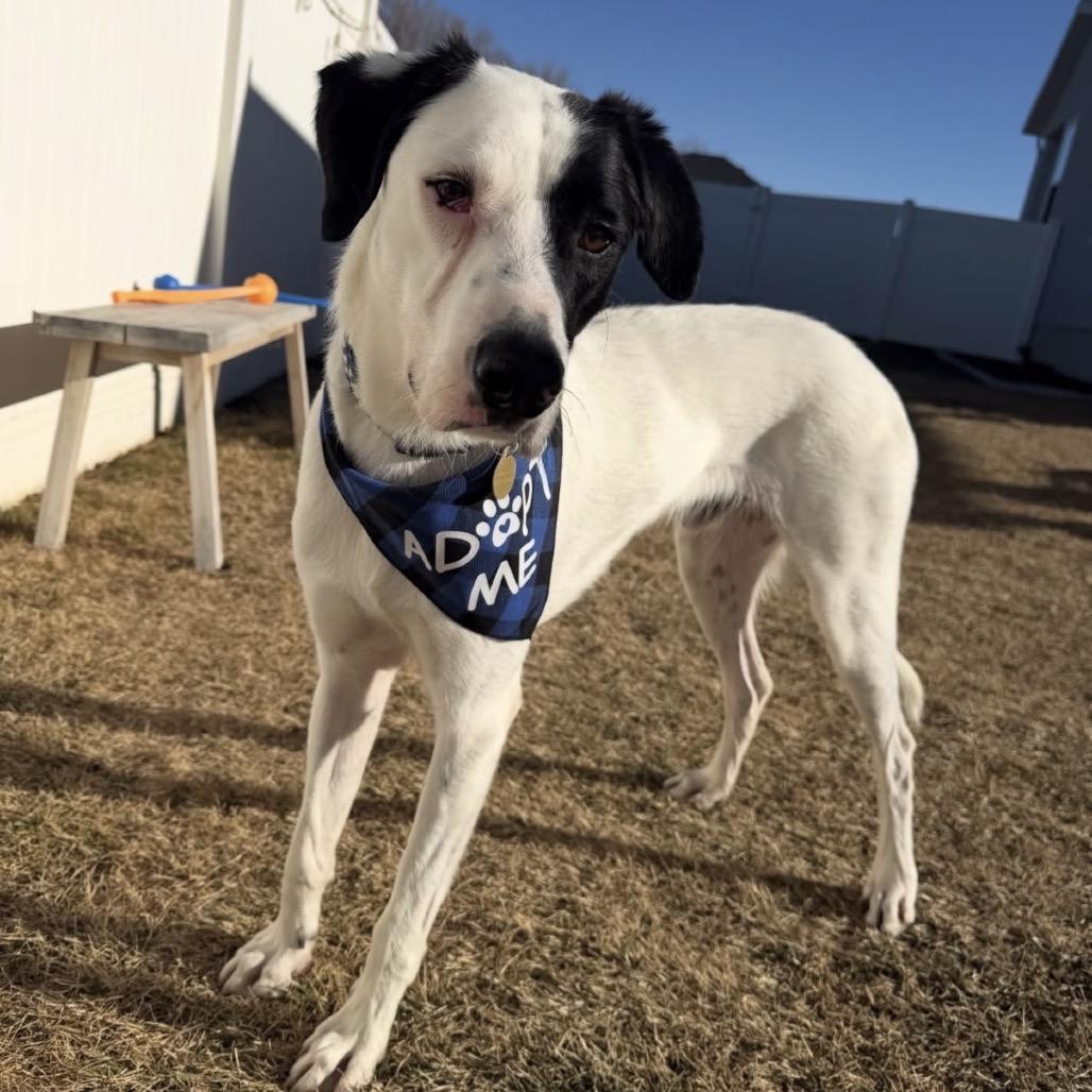 Enlarge Angus, a Adoptable mixed breed in Spanish Fork, UT image 5/6