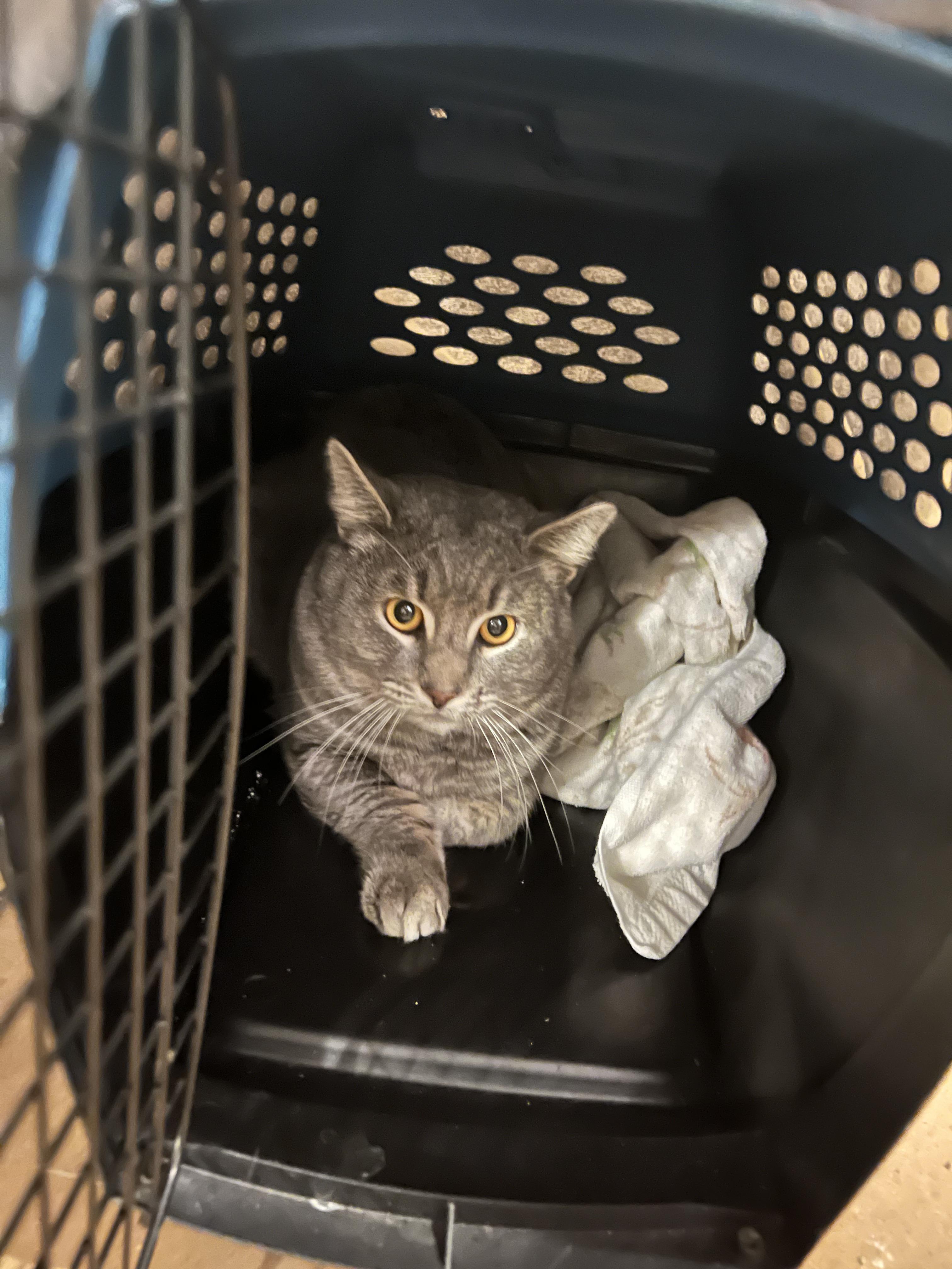 Dash, Adoptable, Adult Male Domestic Short Hair.