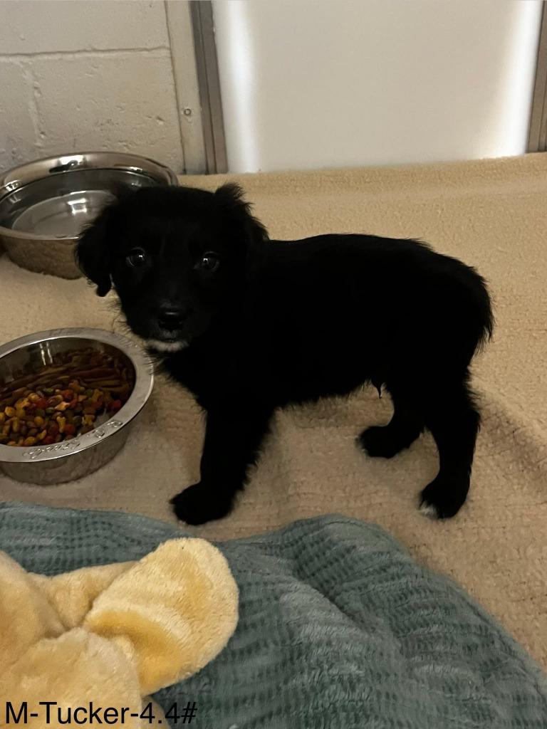 Tucker, a Adopted mixed breed in Sunrise Beach, MO image 1/3