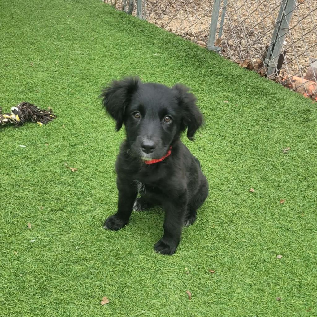 Tucker, a Adopted mixed breed in Sunrise Beach, MO image 2/3