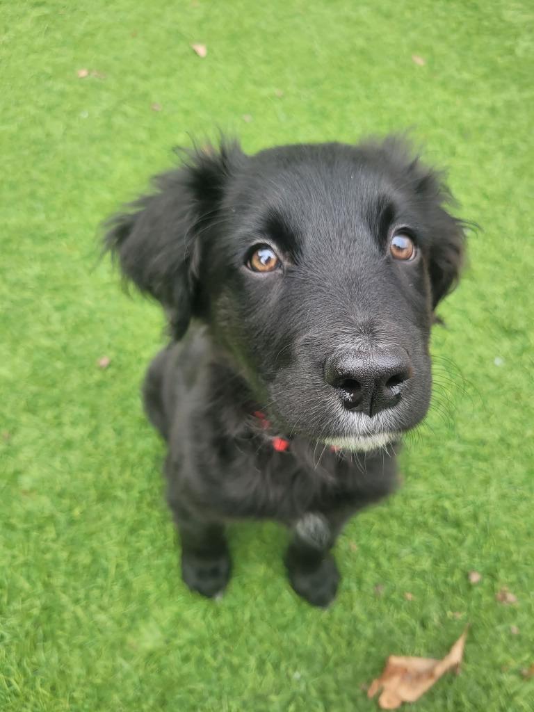 Tucker, a Adopted mixed breed in Sunrise Beach, MO image 3/3