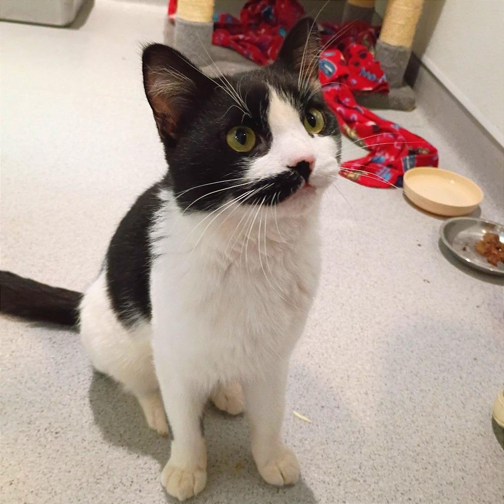 Viktor, Adoptable, Adult Male Domestic Short Hair.