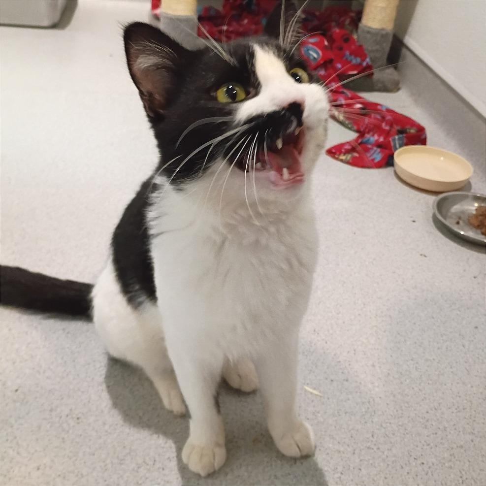 Enlarge Viktor, a Adoptable Domestic Short Hair in Murray, UT image 2/3